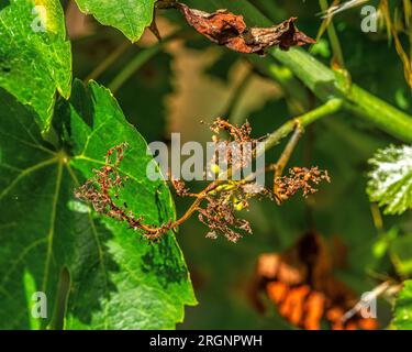 Vignoble infecté par plasmopara viticola, une maladie dangereuse du raisin. Banque D'Images