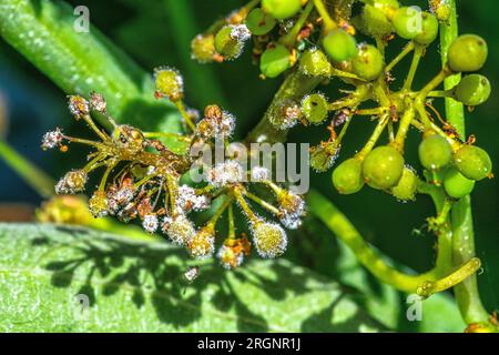 Vignoble infecté par plasmopara viticola, une maladie dangereuse du raisin. Banque D'Images