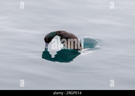 Un canard congelé en un instant avant d'effectuer une plongée dans l'eau pour trouver de la nourriture. Il s'agit d'un canard de la Nouvelle-Zélande, capturé à Queenstown New Banque D'Images