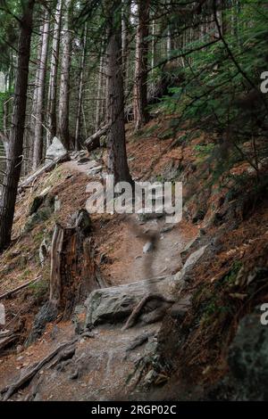 Une photo du sentier tiki situé à queenstown en Nouvelle-Zélande. La photo contient un sentier rocheux entouré d'arbres. Banque D'Images