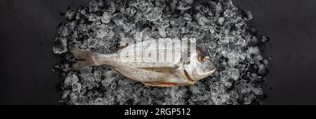 Poisson de mer frais Dorado sur glace froide sur une bannière de fond noir, conservation de la fraîcheur des aliments, vue de dessus Banque D'Images