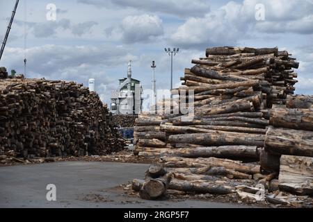 Leuna, Allemagne. 13 juillet 2023. Le bois de hêtre est déjà entassé dans la cour à bois du parc chimique de Leuna, avec des installations industrielles en arrière-plan. Le chantier fait partie de la bioraffinerie nouvellement planifiée de la société finlandaise UPM. Au lieu du pétrole, la raffinerie produira des charges chimiques à partir du bois. La société finlandaise UPM a reporté le début de la production à fin 2024. En outre, les coûts atteindront 1,18 milliards d'euros. Crédit : Simon Kremer/dpa/Alamy Live News Banque D'Images