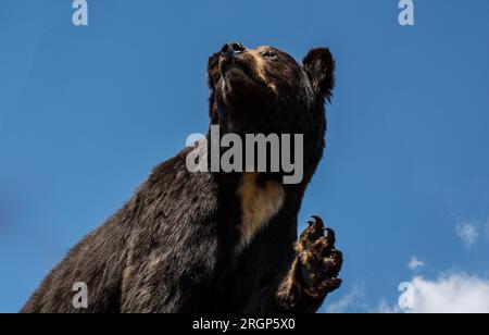 Le grand ours noir farci en tant qu'animal sauvage en vue Banque D'Images