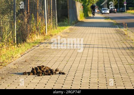 Fumier de cheval au milieu du trottoir Banque D'Images