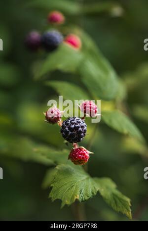 Gros plan de framboises noires en stades de maturation sur buisson. Banque D'Images