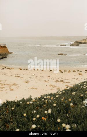 Les lions de mer prennent le soleil le long de la plage de la Jolla