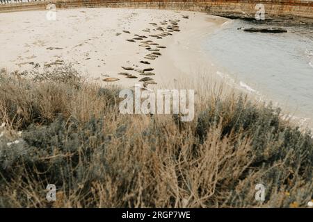Lions de mer bronzés sur la plage de la Jolla