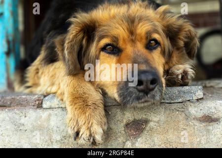 Visage de chien. Portrait de chien errant. l'animal se trouve sur le seuil. Banque D'Images