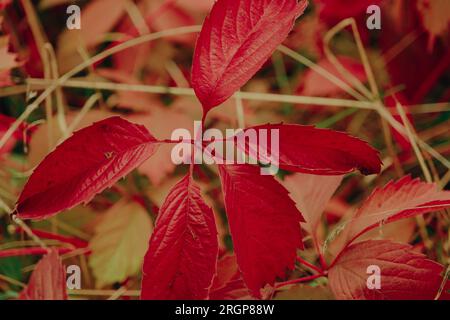 Plan rapproché des feuilles rouge vif de bel arbre dans la forêt d'automne Banque D'Images