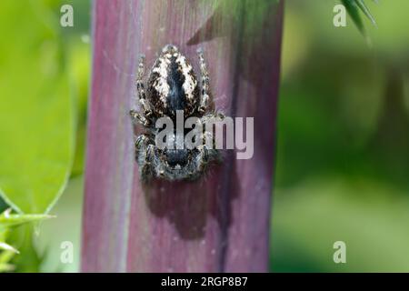 Goldaugen-Springspinne, Goldaugenspringspinne, Goldäugige Springspinne, Springspinne, Weibchen, Philaeus chrysops, araignée sauteuse, femme, Springspinn Banque D'Images