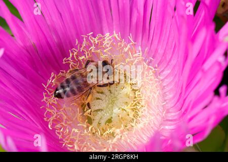 Honigbiene, Honig-Biene, Europäische Honigbiene, Westliche Honigbiene, Biene, Bienen, Apis mellifera, Apis mellifica, Blütenbesuch auf Mittagsblume, N Banque D'Images