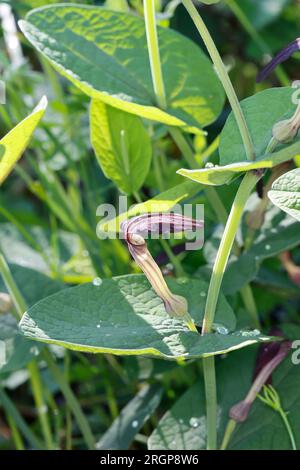 Rundblättrige Osterluzei, Knollige Osterluzei, Aristolochia rotunda, smearmoort, wort à feuilles rondes, L'aristoloche à feuilles rondes Banque D'Images