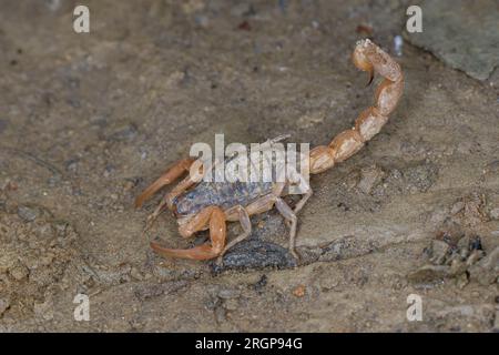 Aristotèles Skorpion, Aristotelesskorpion, Rindenskorpion, Rinden-Skorpion, Gelber Skorpion, Skorpion, Mesobuthus gibbosus, Aegaeobuthus gibbosus, Med Banque D'Images