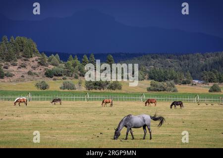 Les chevaux paissent pendant une tempête dans la montagne San Juan du Colorado. Banque D'Images