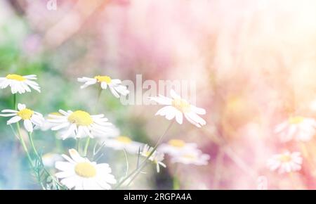 Beau paysage avec des fleurs de camomille. Fond saisonnier naturel Banque D'Images