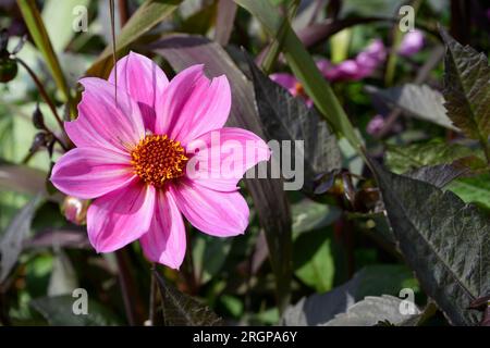 Dahlia rose et rouge avec un pétale légèrement mâché. Banque D'Images