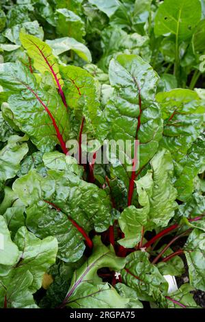 Feuilles de betterave de mer rouge et verte (Beta vulgaris) Banque D'Images