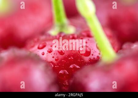 Cerises noires mûres fraîches, vue de face de fond rouge, gros plan Banque D'Images