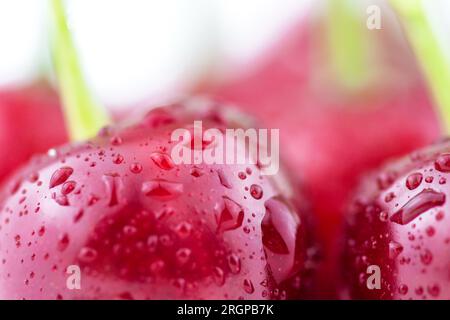 Cerises fraîches mûres rouges dans des gouttes d'eau en gros plan Banque D'Images