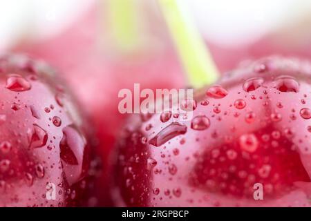 Fond de cerise. Cerises fraîches mûres rouges dans des gouttes d'eau en gros plan Banque D'Images