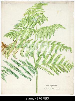 Common Bracken - William Catto par William Catto Banque D'Images