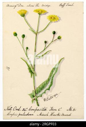 Barbe des faucons des marais (Crepis paludosa) - William Catto 1914 par William Catto Banque D'Images