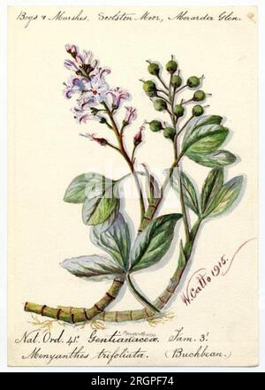 Buckbean (Menyanthes trifoliata) - William Catto 1915 par William Catto Banque D'Images