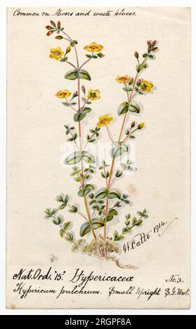 Millepertuis (Hypericum humifusum) - William Catto par William Catto Banque D'Images