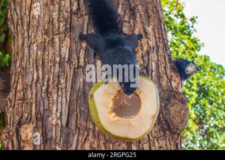 Un écureuil à fourrure grise mange une jeune noix de coco verte, qui est sur un arbre en Thaïlande Asie Banque D'Images