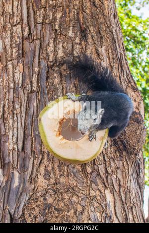 Un écureuil à fourrure grise mange une jeune noix de coco verte, qui est sur un arbre en Thaïlande Asie Banque D'Images