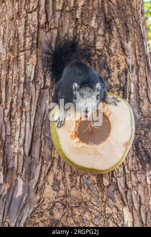 Un écureuil à fourrure grise mange une jeune noix de coco verte, qui est sur un arbre en Thaïlande Asie Banque D'Images