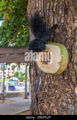 Un écureuil à fourrure grise mange une jeune noix de coco verte, qui est sur un arbre en Thaïlande Asie Banque D'Images