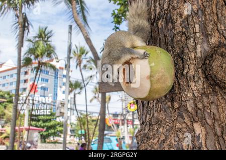 Un écureuil à fourrure grise mange une jeune noix de coco verte, qui est sur un arbre en Thaïlande Asie Banque D'Images