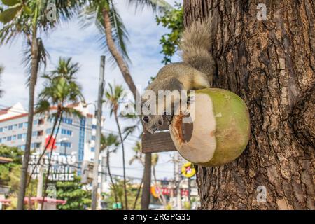 Un écureuil à fourrure grise mange une jeune noix de coco verte, qui est sur un arbre en Thaïlande Asie Banque D'Images