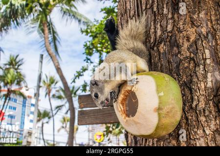 Un écureuil à fourrure grise mange une jeune noix de coco verte, qui est sur un arbre en Thaïlande Asie Banque D'Images