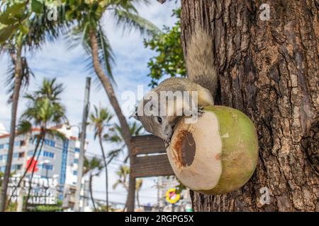 Un écureuil à fourrure grise mange une jeune noix de coco verte, qui est sur un arbre en Thaïlande Asie Banque D'Images