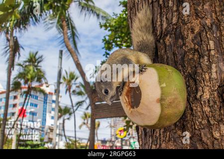 Un écureuil à fourrure grise mange une jeune noix de coco verte, qui est sur un arbre en Thaïlande Asie Banque D'Images