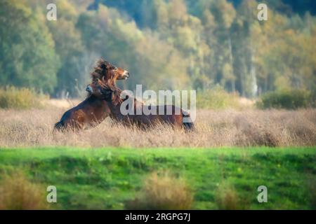 Deux des poneys d'Exmoor brun sauvage, contre un fond de forêt et de roseau. Piquer, élever et frapper. couleurs d'automne en hiver. Pays-Bas Banque D'Images