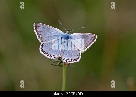 Chalkhill Blue Butterfly à Edge Common Gloucestershire Banque D'Images