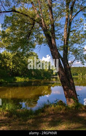 Jolie scène avec un arbre le long du lac O' The Dalles, Interstate State Park, à St. Croix Falls, Wisconsin États-Unis. Banque D'Images