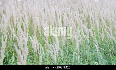 Texture de panicules luxuriantes de couleur pastel contre l'herbe verte de la pelouse 4 Banque D'Images