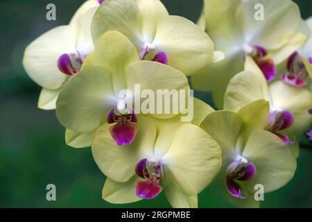 Belles fleurs d'orchidée avec sépales jaunes et avec un labellum rose et chapeau de fourrage blanc sur un matin d'été à Taylors Falls, Minnesota USA Banque D'Images