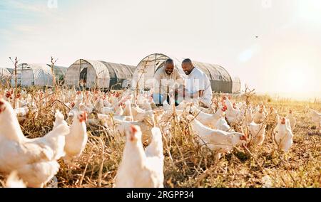 Hommes, liste de contrôle de l'agriculture et poulet dans l'agriculture durable, respectueux de l'environnement ou libre parcours, travail d'équipe de l'industrie. Heureux africain ou fermier Banque D'Images