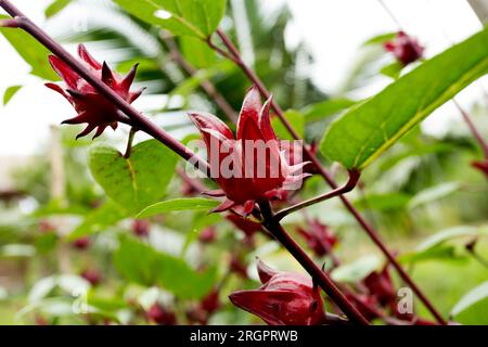 Hibiscus sabdariffa est un hibiscus de la famille des Malvaceae, originaire d'Afrique tropicale, de l'Egypte et du Soudan au Sénégal, bien que, en raison de son medicina Banque D'Images