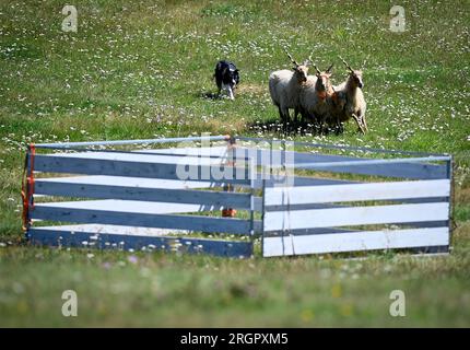 Pavlinov, République tchèque. 11 août 2023. Première journée de qualification de la compétition internationale de chiens de berger de trois jours Open tchèque à Pavlinov, région de Zdar nad Sazavou, République tchèque, le 11 août 2023. Border collie garde des moutons. Crédit : Lubos Pavlicek/CTK photo/Alamy Live News Banque D'Images