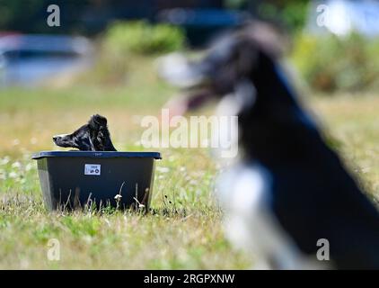 Pavlinov, République tchèque. 11 août 2023. Première journée de qualification de la compétition internationale de chiens de berger de trois jours Open tchèque à Pavlinov, région de Zdar nad Sazavou, République tchèque, le 11 août 2023. Border collie se refroidit dans l'eau après avoir gardé des moutons. Crédit : Lubos Pavlicek/CTK photo/Alamy Live News Banque D'Images