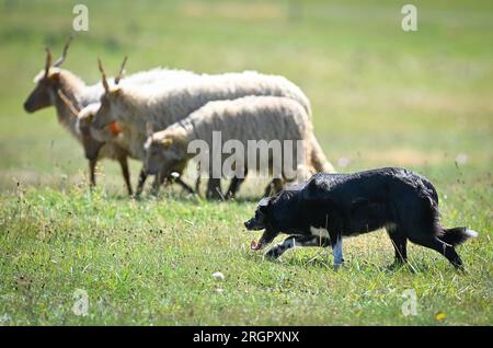 Pavlinov, République tchèque. 11 août 2023. Première journée de qualification de la compétition internationale de chiens de berger de trois jours Open tchèque à Pavlinov, région de Zdar nad Sazavou, République tchèque, le 11 août 2023. Border collie garde des moutons. Crédit : Lubos Pavlicek/CTK photo/Alamy Live News Banque D'Images