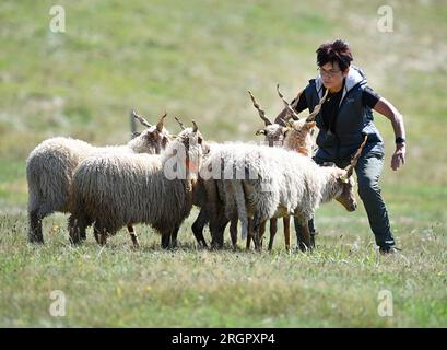 Pavlinov, République tchèque. 11 août 2023. Première journée de qualification de la compétition internationale de chiens de berger de trois jours Open tchèque à Pavlinov, région de Zdar nad Sazavou, République tchèque, le 11 août 2023. Crédit : Lubos Pavlicek/CTK photo/Alamy Live News Banque D'Images