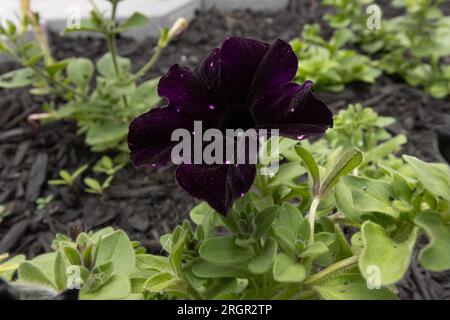 Velvet Deep Purple galaxie petunia Banque D'Images