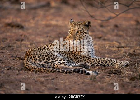 Leopard se trouve sur un sol sablonneux regardant en arrière Banque D'Images